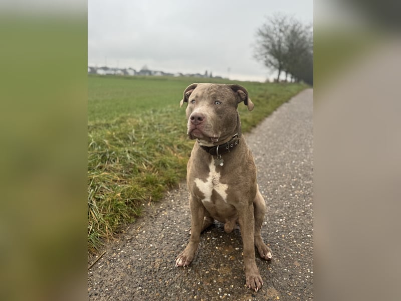 American Bully Xl Deckrüde