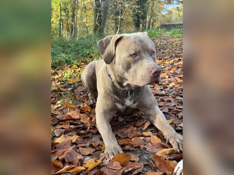 American Bully Xl Deckrüde