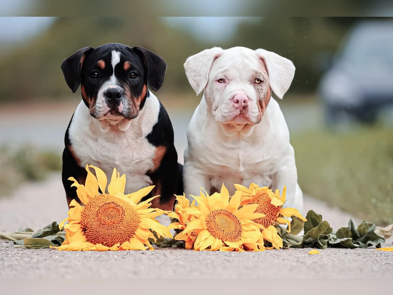 Unglaublich schöne American Bully Welpen!