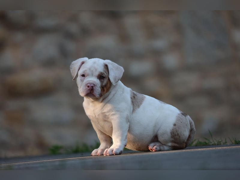 Unglaublich schöne American Bully Welpen!