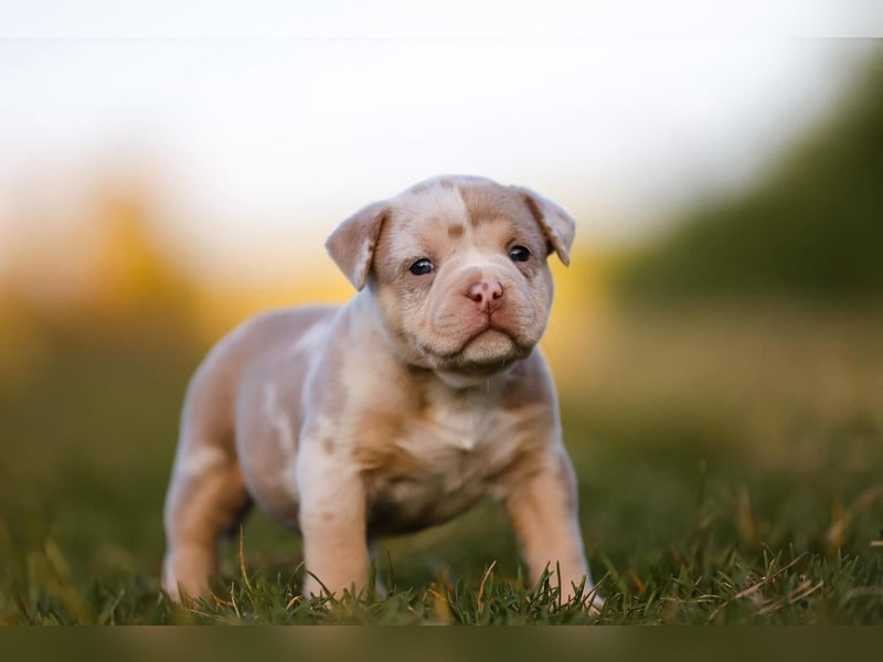 Unglaublich schöne American Bully Welpen!