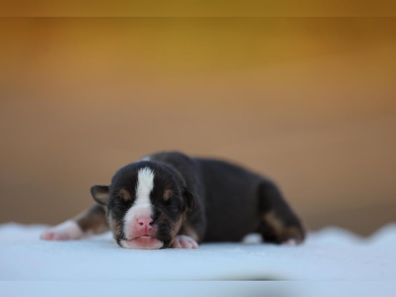 Unglaublich schöne American Bully Welpen!