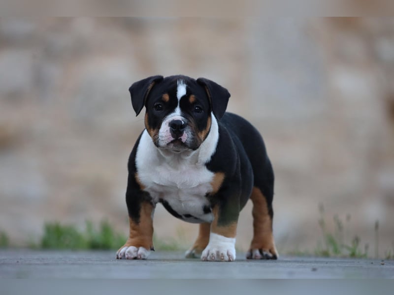 Unglaublich schöne American Bully Welpen!