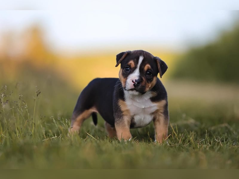 Unglaublich schöne American Bully Welpen!