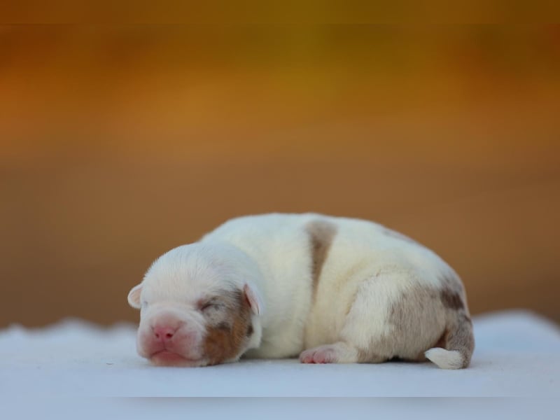 Unglaublich schöne American Bully Welpen!