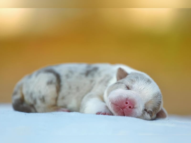 Unglaublich schöne American Bully Welpen!