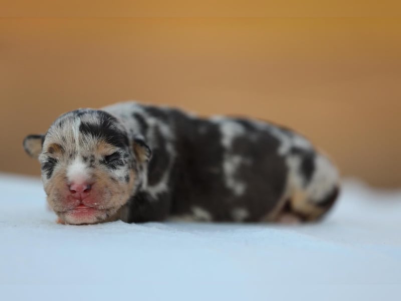 Unglaublich schöne American Bully Welpen!