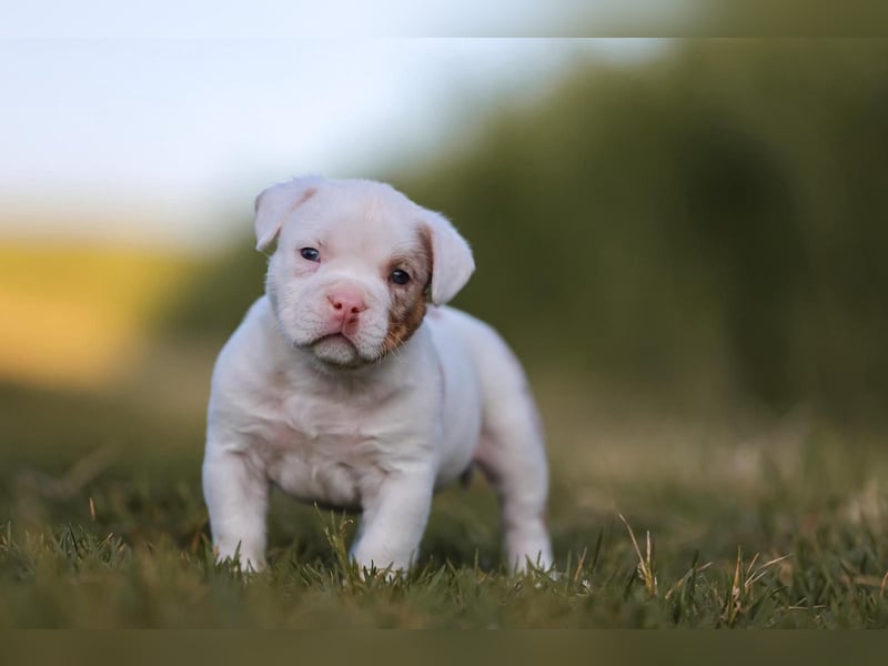 Unglaublich schöne American Bully Welpen!