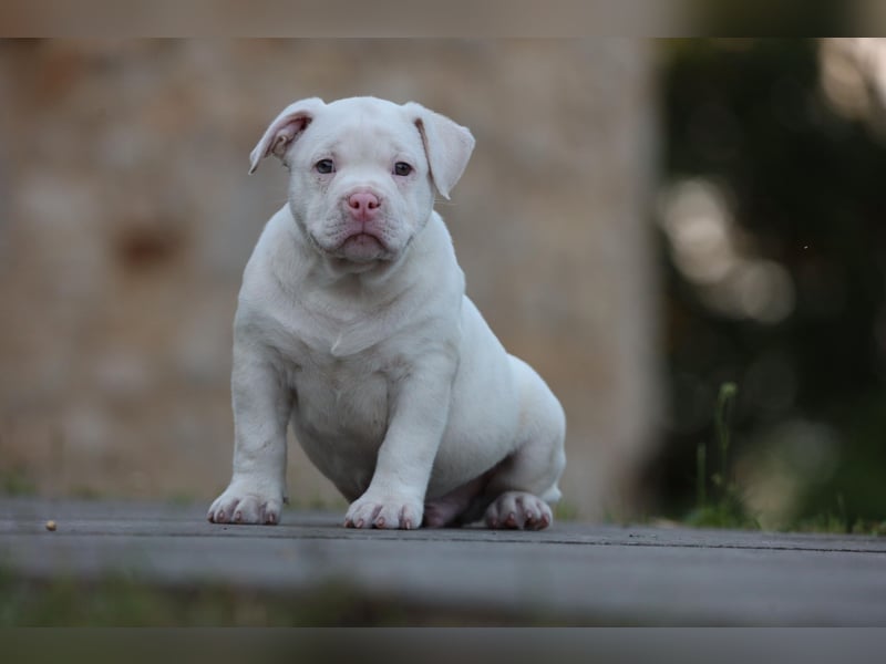 Unglaublich schöne American Bully Welpen!