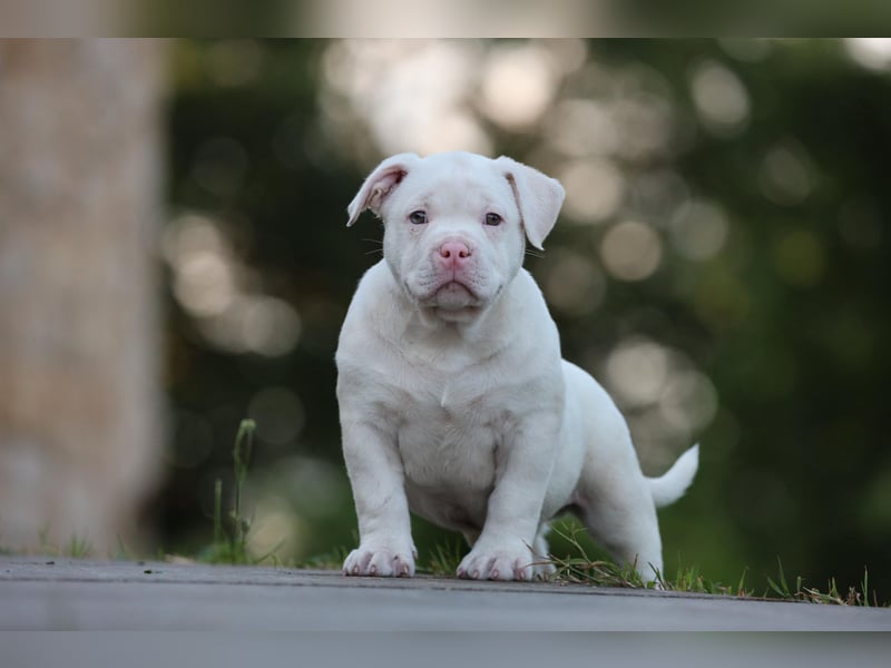 Unglaublich schöne American Bully Welpen!
