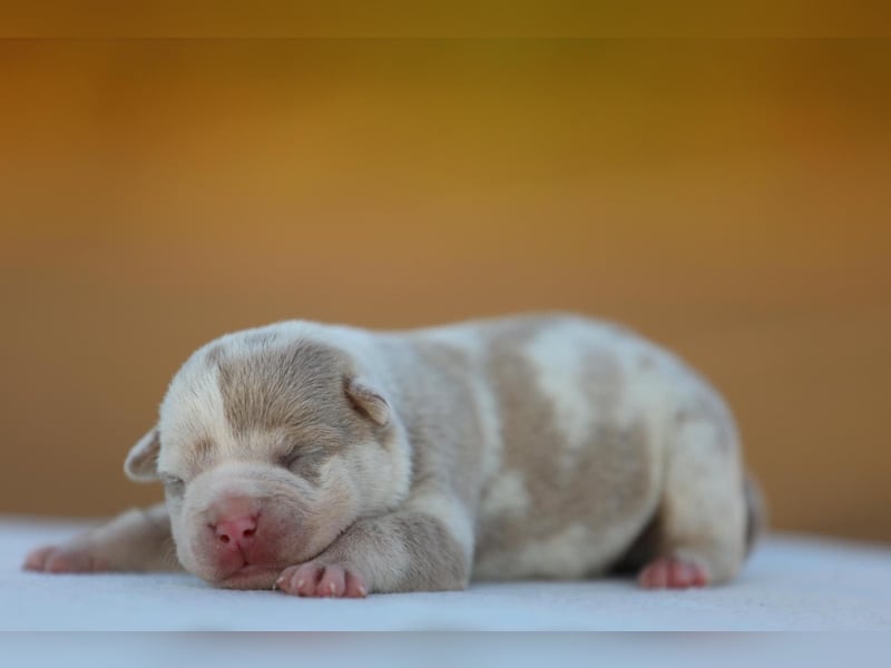 Unglaublich schöne American Bully Welpen!