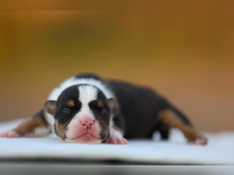Unglaublich schöne American Bully Welpen!