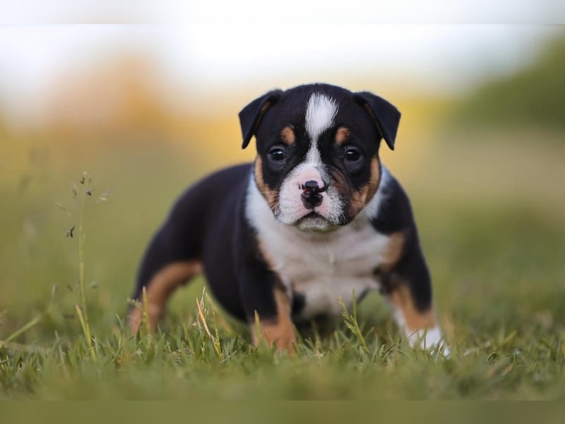 Unglaublich schöne American Bully Welpen!