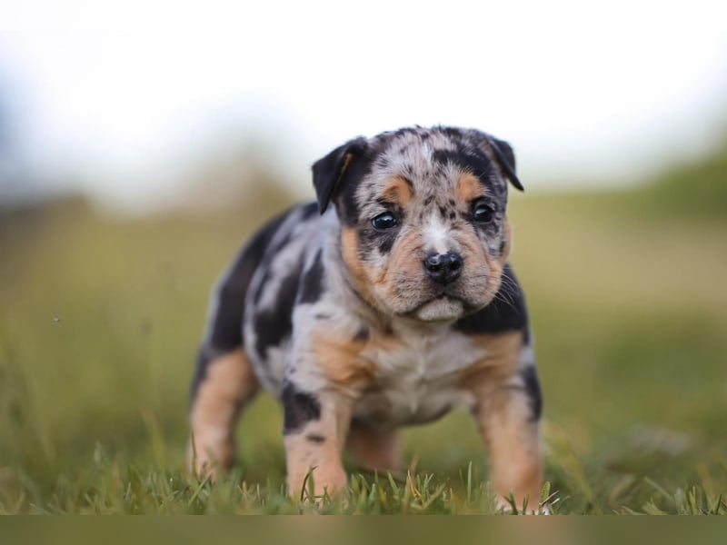 Unglaublich schöne American Bully Welpen!