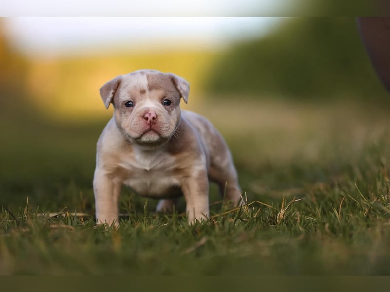 Unglaublich schöne American Bully Welpen!