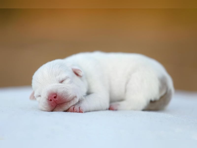 Unglaublich schöne American Bully Welpen!