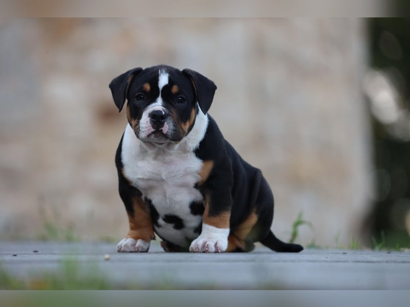 Unglaublich schöne American Bully Welpen!