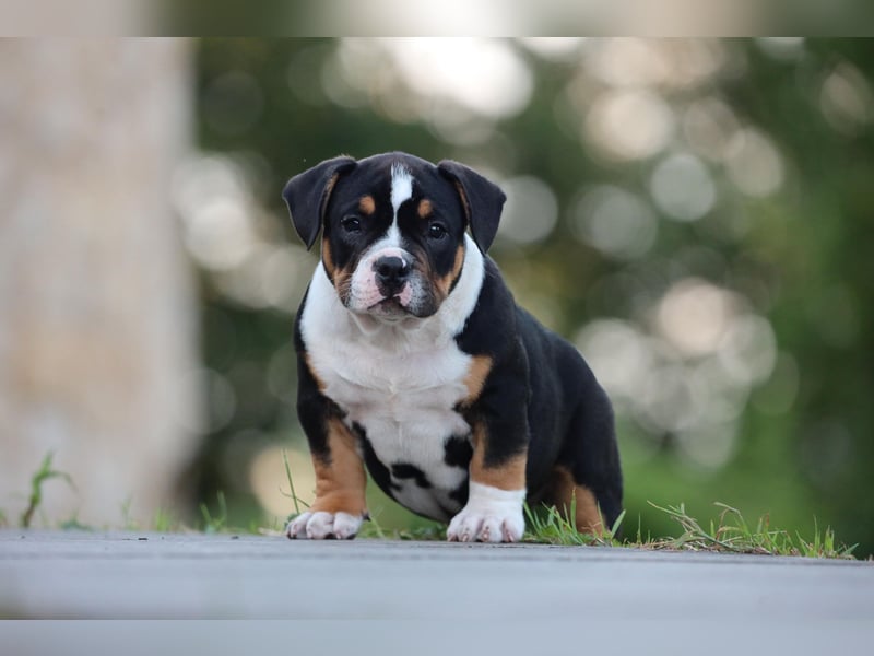 Unglaublich schöne American Bully Welpen!
