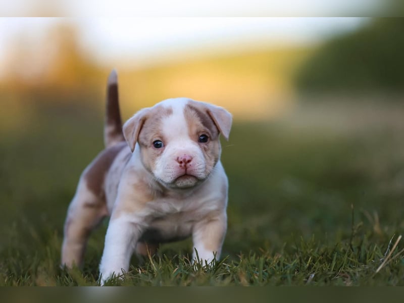 Unglaublich schöne American Bully Welpen!