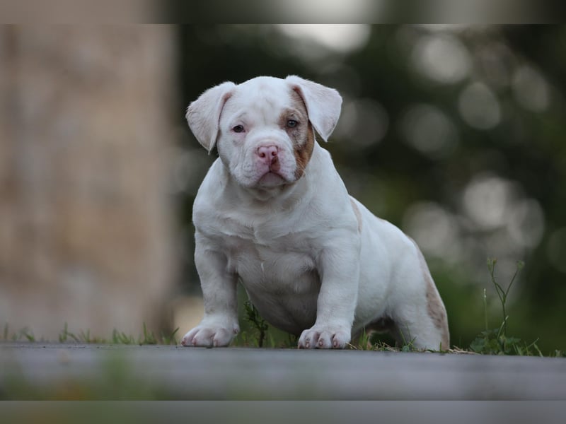 Unglaublich schöne American Bully Welpen!