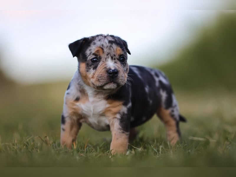 Unglaublich schöne American Bully Welpen!