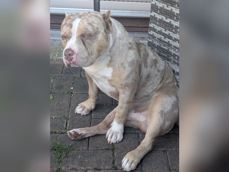 American Bully