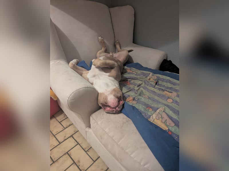 American Bully