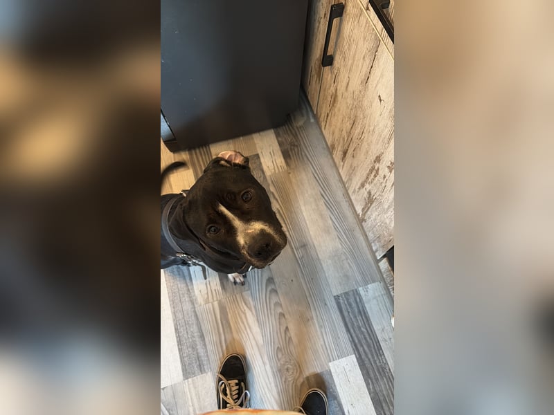 American Bully Hündin