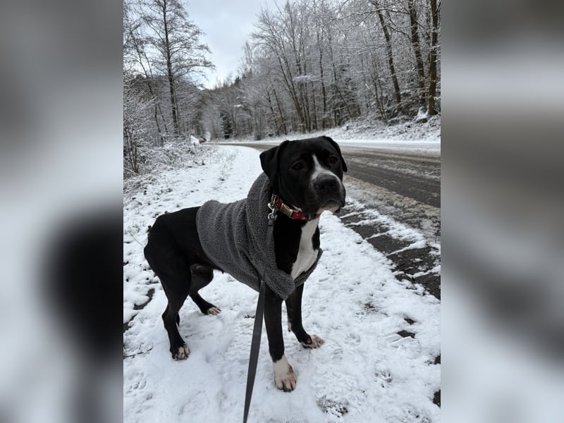 American Bully Hündin