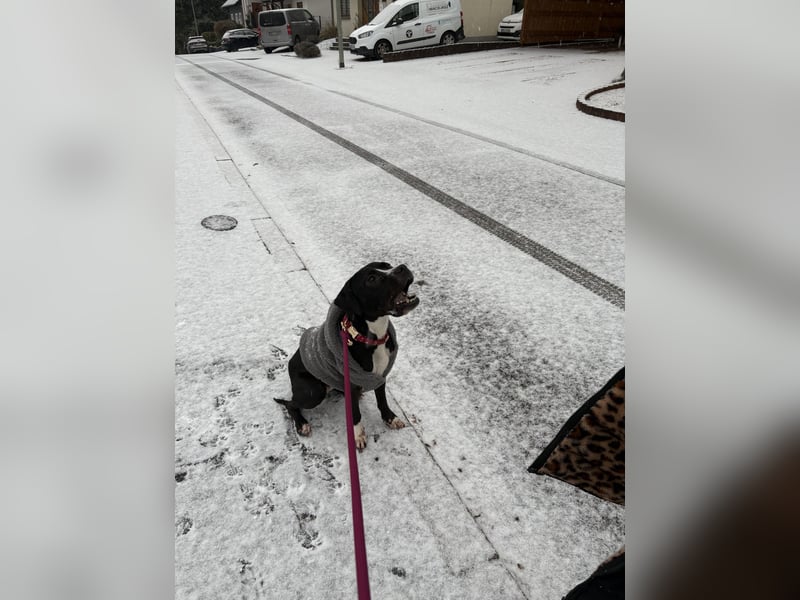 American Bully Hündin