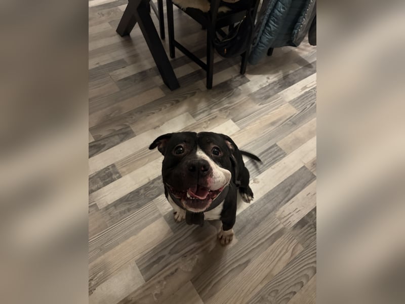 American Bully Rüde