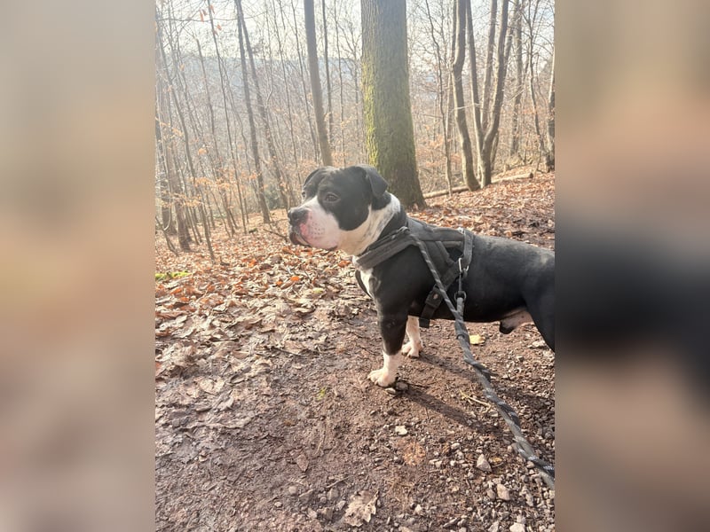 American Bully Rüde