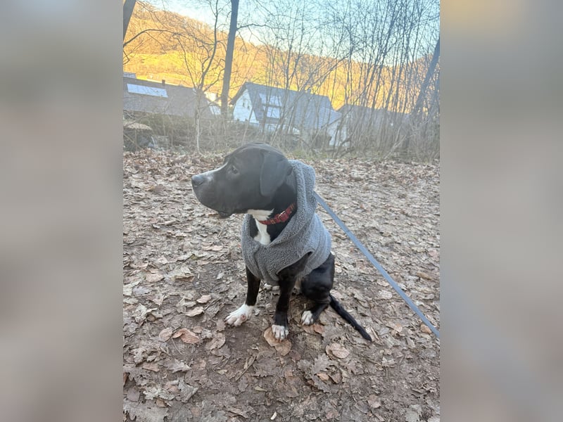 American Bully Hündin