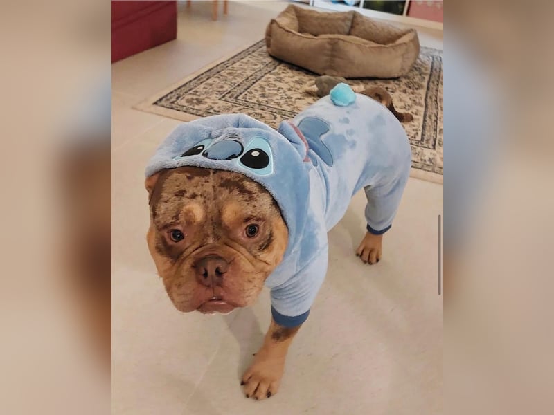 2 liebevolle American Bullys suchen verantwortungsvolles Zuhause