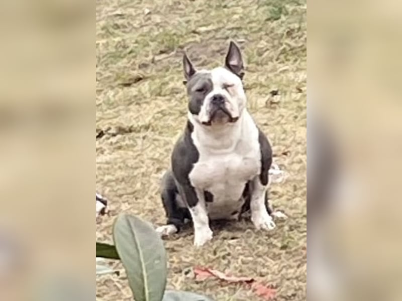 2 liebevolle American Bullys suchen verantwortungsvolles Zuhause