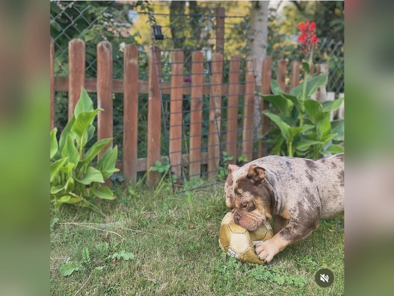 2 liebevolle American Bullys suchen verantwortungsvolles Zuhause