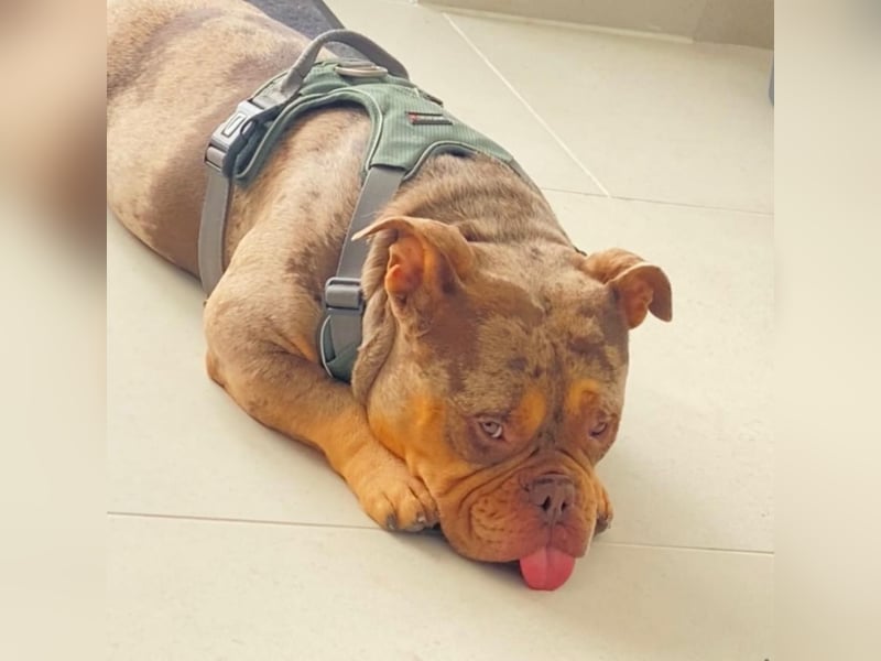 2 liebevolle American Bullys suchen verantwortungsvolles Zuhause