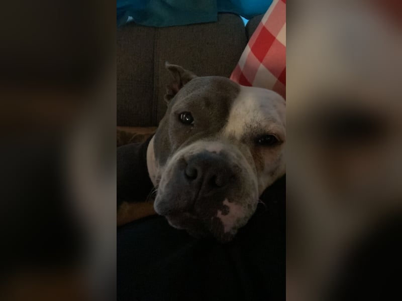 2 liebevolle American Bullys suchen verantwortungsvolles Zuhause