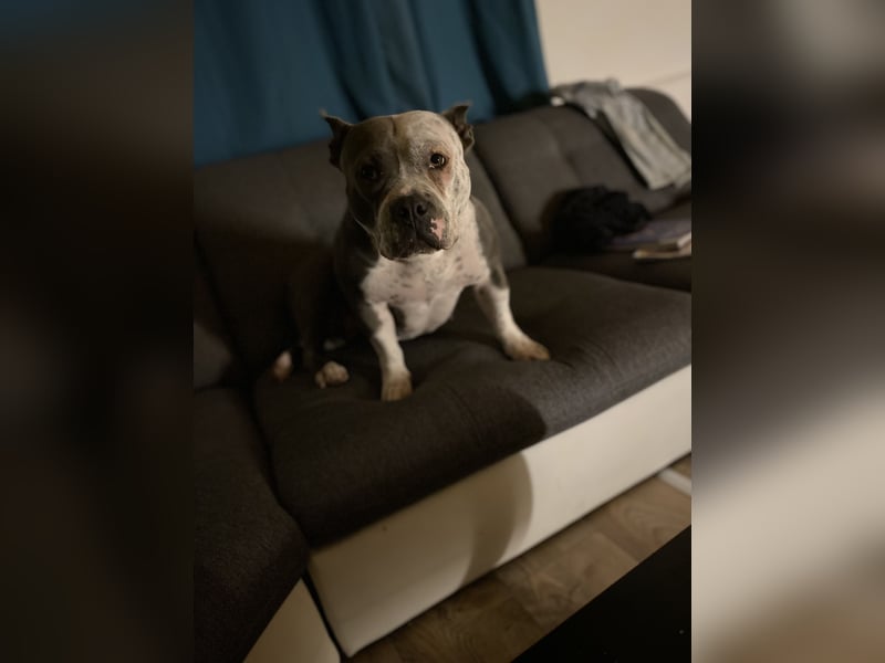2 liebevolle American Bullys suchen verantwortungsvolles Zuhause