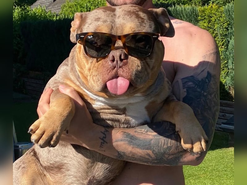 2 liebevolle American Bullys suchen verantwortungsvolles Zuhause
