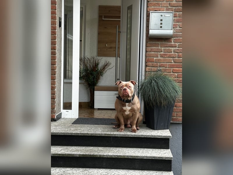 American Bully XL