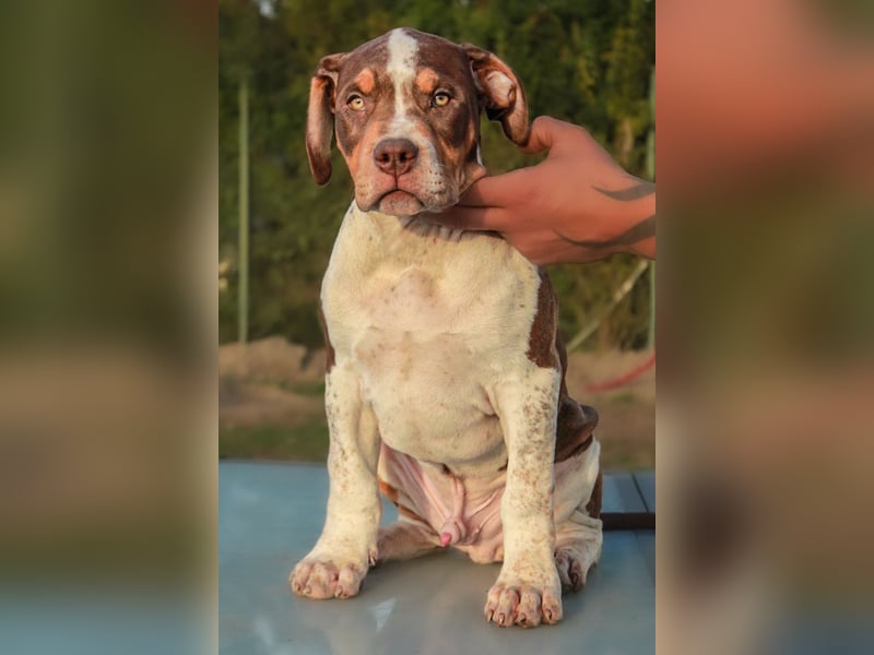 AMERICAN BULLY XL-XXL