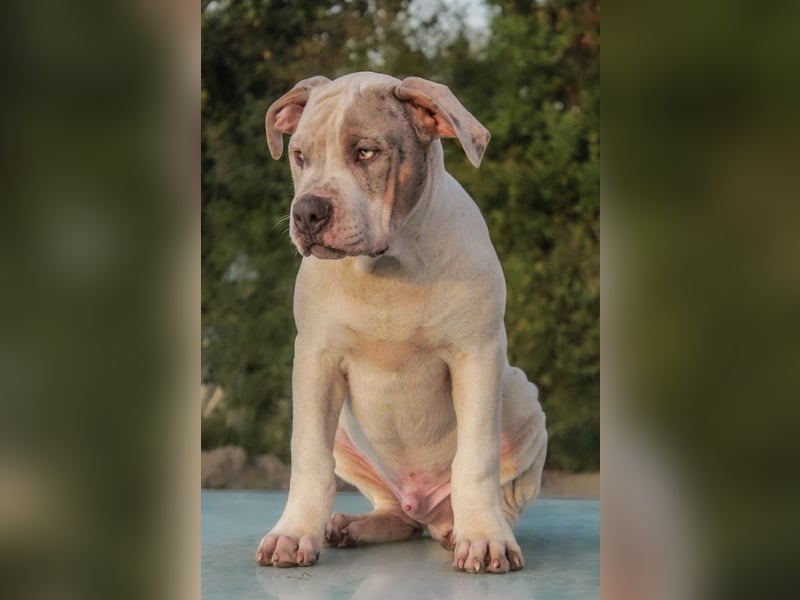 AMERICAN BULLY XL-XXL