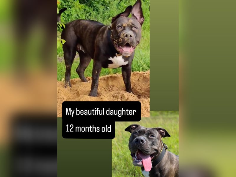 American Bully XXL Rüde sucht ein liebevolles Zuhause