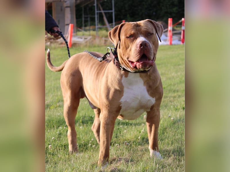 American Bully XXL Rüde sucht ein liebevolles Zuhause