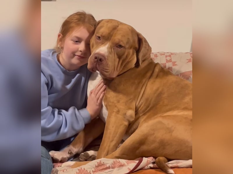 American Bully XXL Rüde sucht ein liebevolles Zuhause