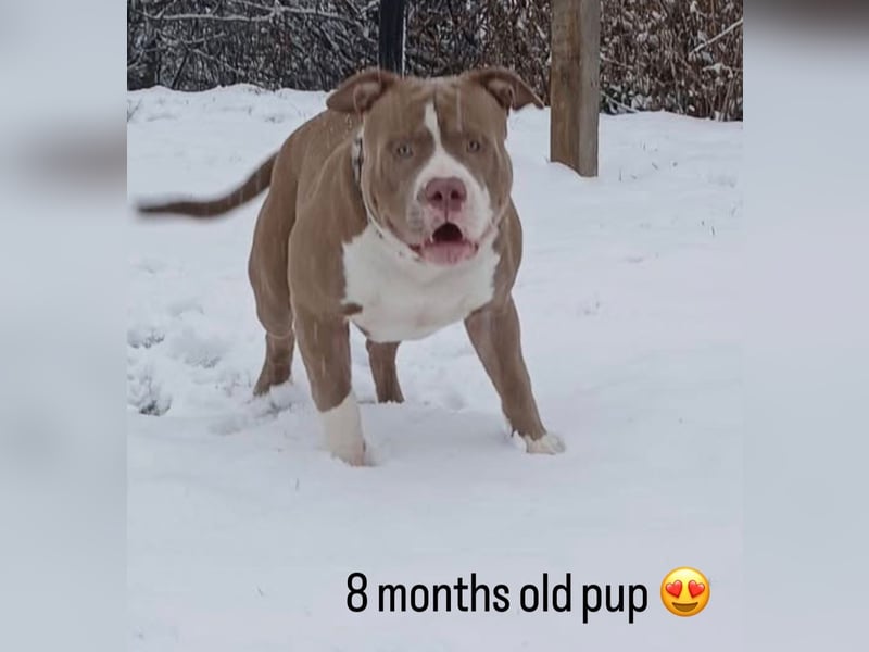 American Bully XXL Rüde sucht ein liebevolles Zuhause