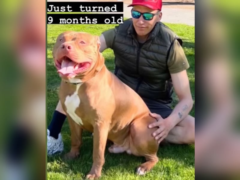 American Bully XXL Rüde sucht ein liebevolles Zuhause