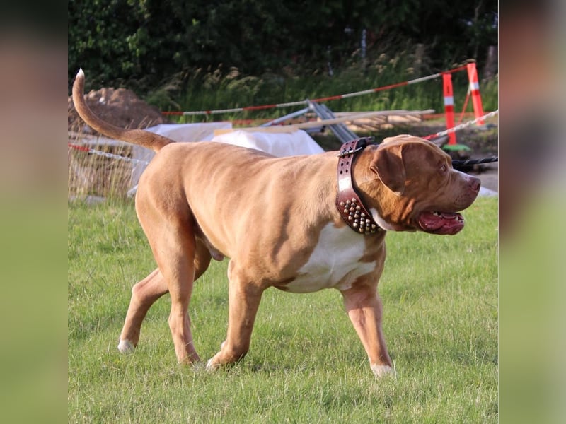 American Bully XXL Rüde sucht ein liebevolles Zuhause