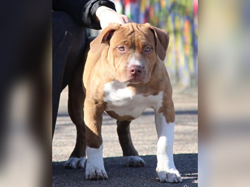 American Bully XXL Rüde sucht ein liebevolles Zuhause
